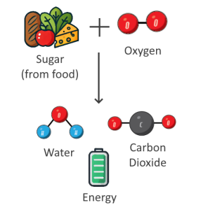 sugar plus oxygen are used in respiration to produce water, carbon dioxide and metabolic energy.